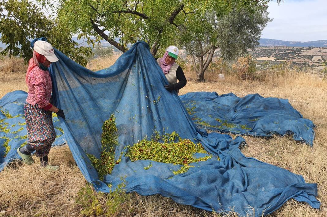 Manisa'da hasadı başladı: Kışın soğuğundan, kalpten ve şekerden koruyor 4